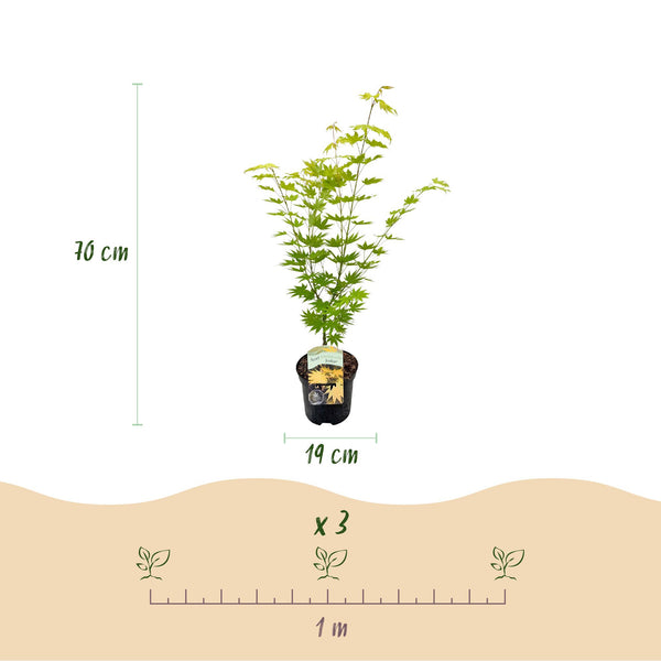 Japanischer Ahorn ‚Jordan' – Acer palmatum – Ansicht 3
