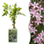 Rosa Jasmin – Jasminum × stephanense