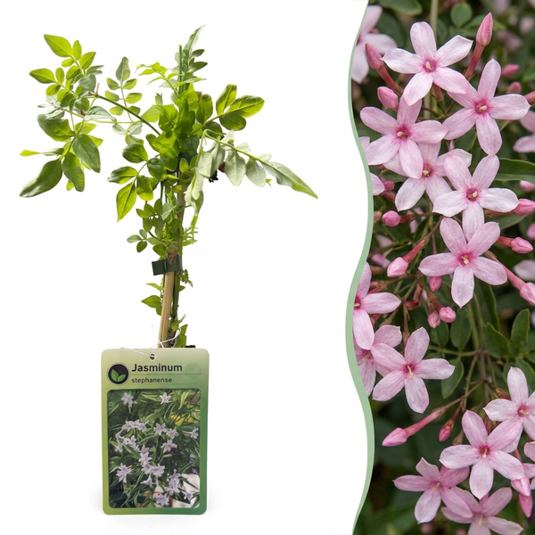 Rosa Jasmin – Jasminum × stephanense