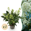Skimmie ‚Finchy' – Skimmia japonica