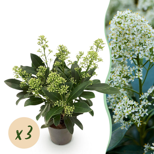 Skimmie ‚Finchy' – Skimmia japonica
