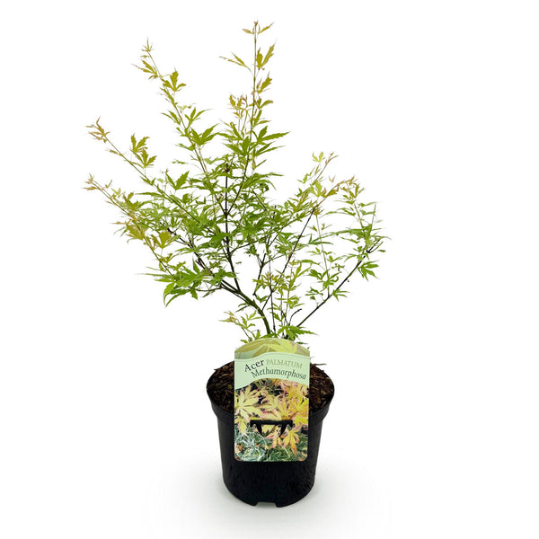 Japanischer Ahorn ‚Metamorphosa' – Acer palmatum – Ansicht 2