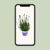 Lavendel ‚Hidcote Blue' – Lavandula angustifolia – Ansicht 8