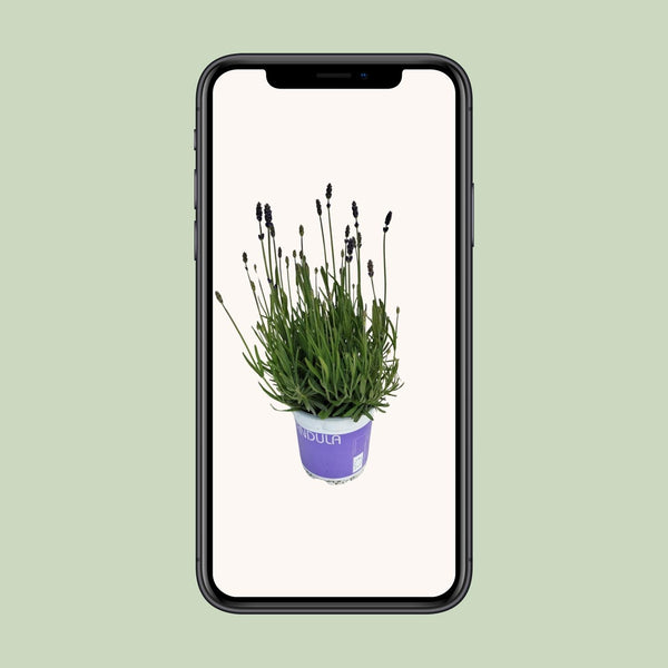 Lavendel ‚Hidcote Blue' – Lavandula angustifolia – Ansicht 8