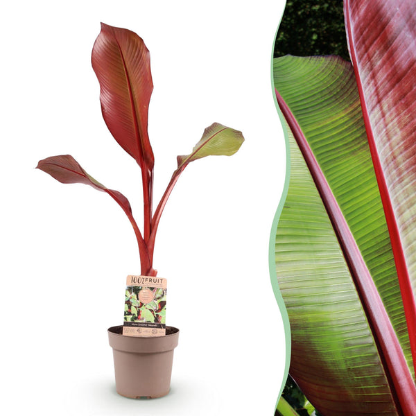 Zierbanane ‚Maurelli' – Ensete ventricosum