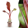 Zierbanane ‚Maurelli' – Ensete ventricosum