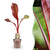 Zierbanane ‚Maurelli' – Ensete ventricosum