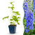 Rittersporn ‚Blue Bird' – Delphinium x cultorum – 1 Stück