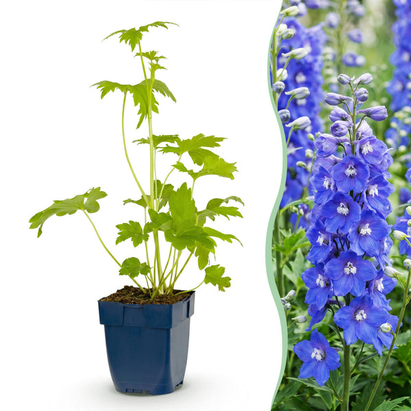 Rittersporn ‚Blue Bird' – Delphinium x cultorum – 1 Stück