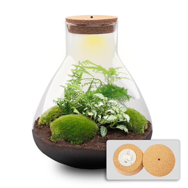 Flaschengarten-Set „Sam XL" – DIY-Terrarium mit Licht