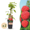Himbeere ‚Malling Promise' – Rubus idaeus