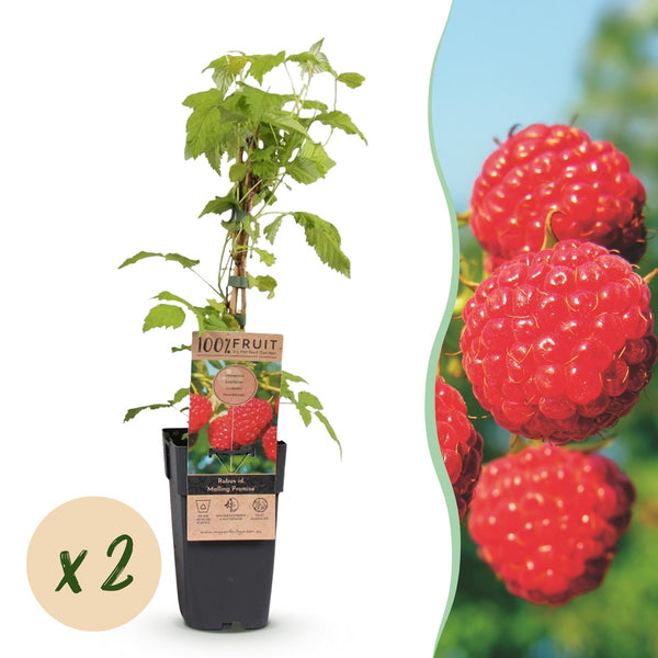 Himbeere ‚Malling Promise' – Rubus idaeus