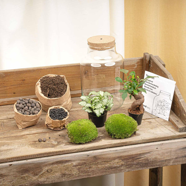 Terrarium-Set „Little Milky Bonsai" – DIY-Pflanzenterrarium mit Licht