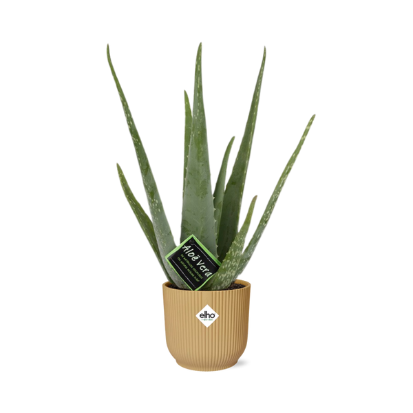 Aloe vera