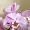 Orchidee ‚Niagara Falls' – Phalaenopsis – Ansicht 4