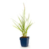 Lampenputzergras ‚Fairy Tails' – Pennisetum orientale – Ansicht 2
