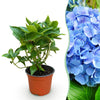 Hortensie – Hydrangea macrophylla – Ø 12 cm · 20-30 cm, Blau, 1 Stück