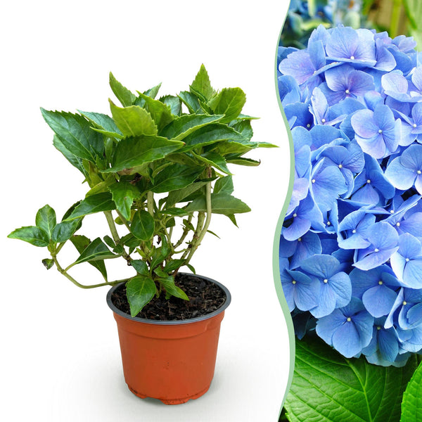 Hortensie – Hydrangea macrophylla – Ø 12 cm · 20-30 cm, Blau, 1 Stück