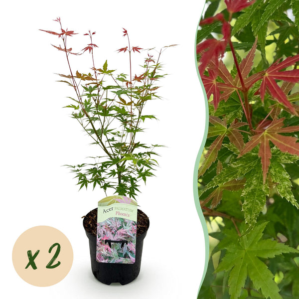 Fächerahorn ‚Phoenix' – Acer palmatum