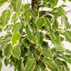 Birkenfeige ‚Golden King' – Ficus benjamina – Ansicht 3