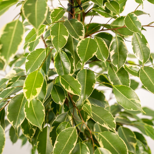 Birkenfeige ‚Golden King' – Ficus benjamina – Ansicht 3