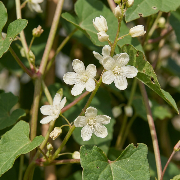 Schling-Knöterich – Fallopia aubertii – Ansicht 3