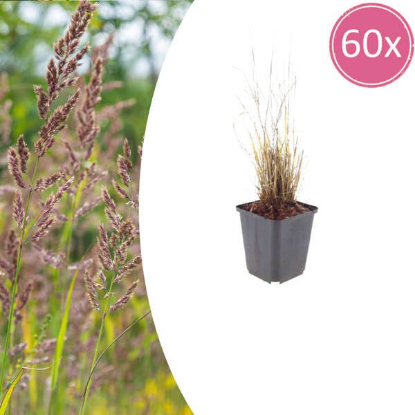 Diamant-Reitgras – Calamagrostis brachytricha