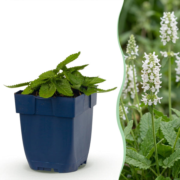 Heilziest ‚Alba' – Stachys officinalis