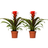 Guzmania ‚Hope'