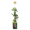 Passionsblume ‚Victoria' – Passiflora – Ansicht 2