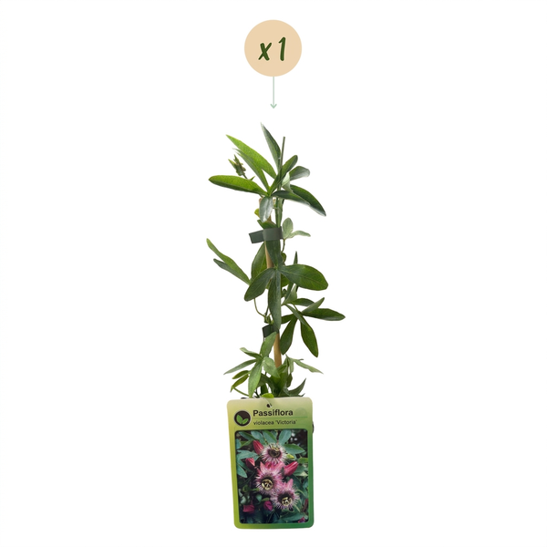 Passionsblume ‚Victoria' – Passiflora – Ansicht 2