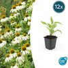 Weißer Sonnenhut ‚White Swan' – Echinacea purpurea