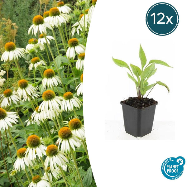 Weißer Sonnenhut ‚White Swan' – Echinacea purpurea