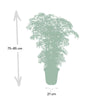 Fiederaralie – Polyscias fruticosa – Ansicht 4