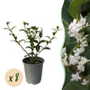 Burkwoods Duftblüte – Osmanthus burkwoodii