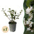 Burkwoods Duftblüte – Osmanthus burkwoodii