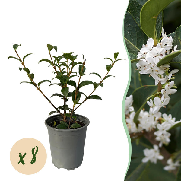 Burkwoods Duftblüte – Osmanthus burkwoodii