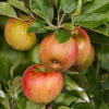 Apfelbaum ‚Elstar' – Malus domestica – Ansicht 5