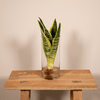 Bogenhanf im Glas – Sansevieria