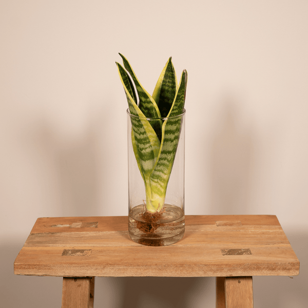 Bogenhanf im Glas – Sansevieria