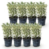 Japanischer Spindelstrauch ‚White Spire' – Euonymus japonicus – Ansicht 2