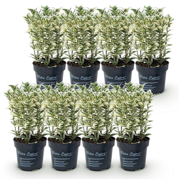 Japanischer Spindelstrauch ‚White Spire' – Euonymus japonicus – Ansicht 2
