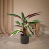 Korbmarante ‚Triostar' – Stromanthe sanguinea – Ansicht 2
