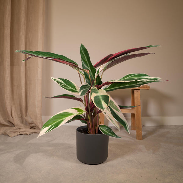 Korbmarante ‚Triostar' – Stromanthe sanguinea – Ansicht 2