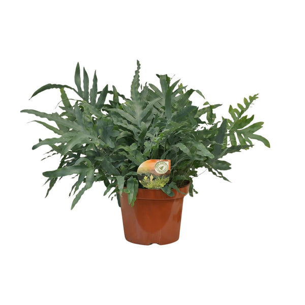 Goldtüpfelfarn ‚Blue Star' – Phlebodium aureum