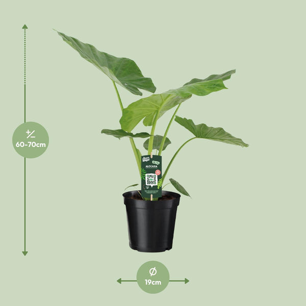 Riesenblattpflanze – Alocasia macrorrhizos – Ansicht 2