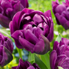 Gefüllte Tulpe ‚Double Lilac' – Tulipa