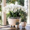 Schmetterlingsorchidee ‚Congo' – Phalaenopsis – Ansicht 3