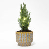 Lawsons Scheinzypresse ‚Ellwoodii' – Chamaecyparis lawsoniana