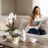 Pflanzen-Set „Bloom Sand" – Orchidee ‚Niagara Falls' mit Grünpflanzen – Ansicht 3